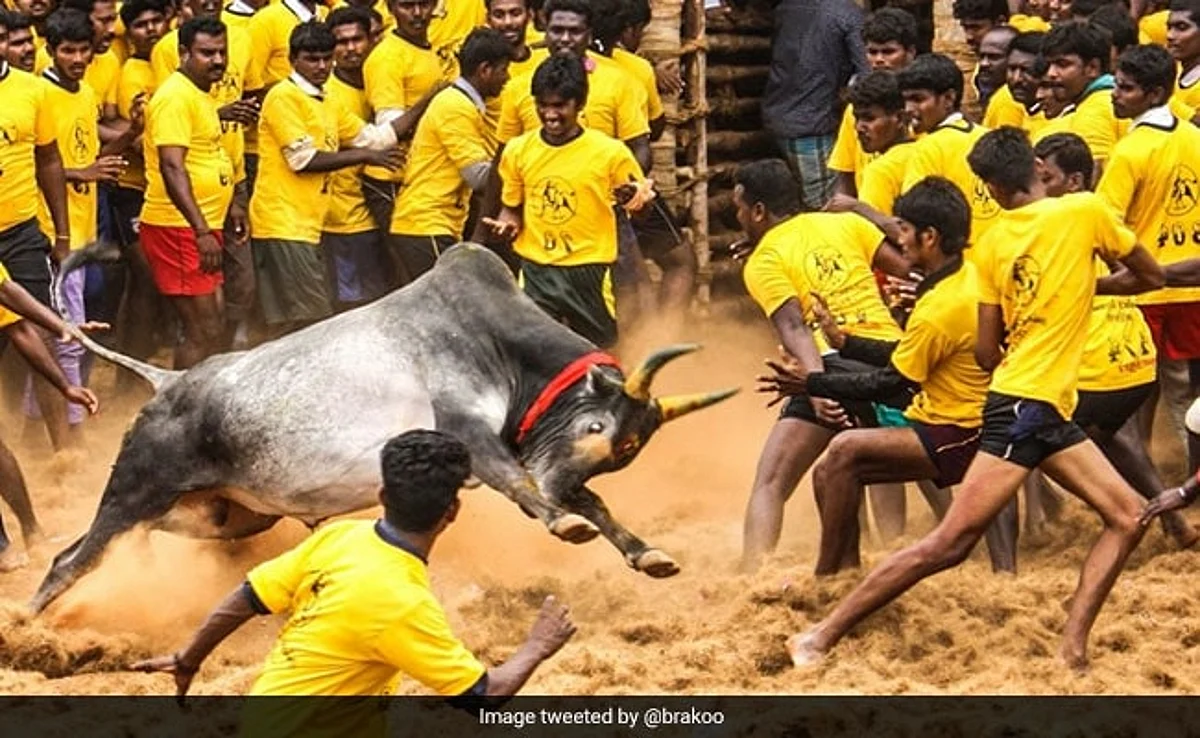 தச்சங்குறிச்சியில் காளைகள்சீறிப்பாய நாளை ஜல்லிக்கட்டு