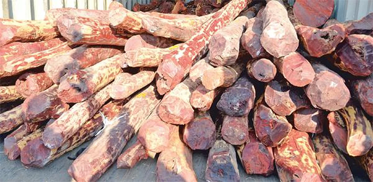 48 கோடி ரூபாய் செம்மரக்கட்டை கடத்தல் வழக்கு: சசிகலாவின் அண்ணன் மகன் விவேக்கின் மாமனார் கைது