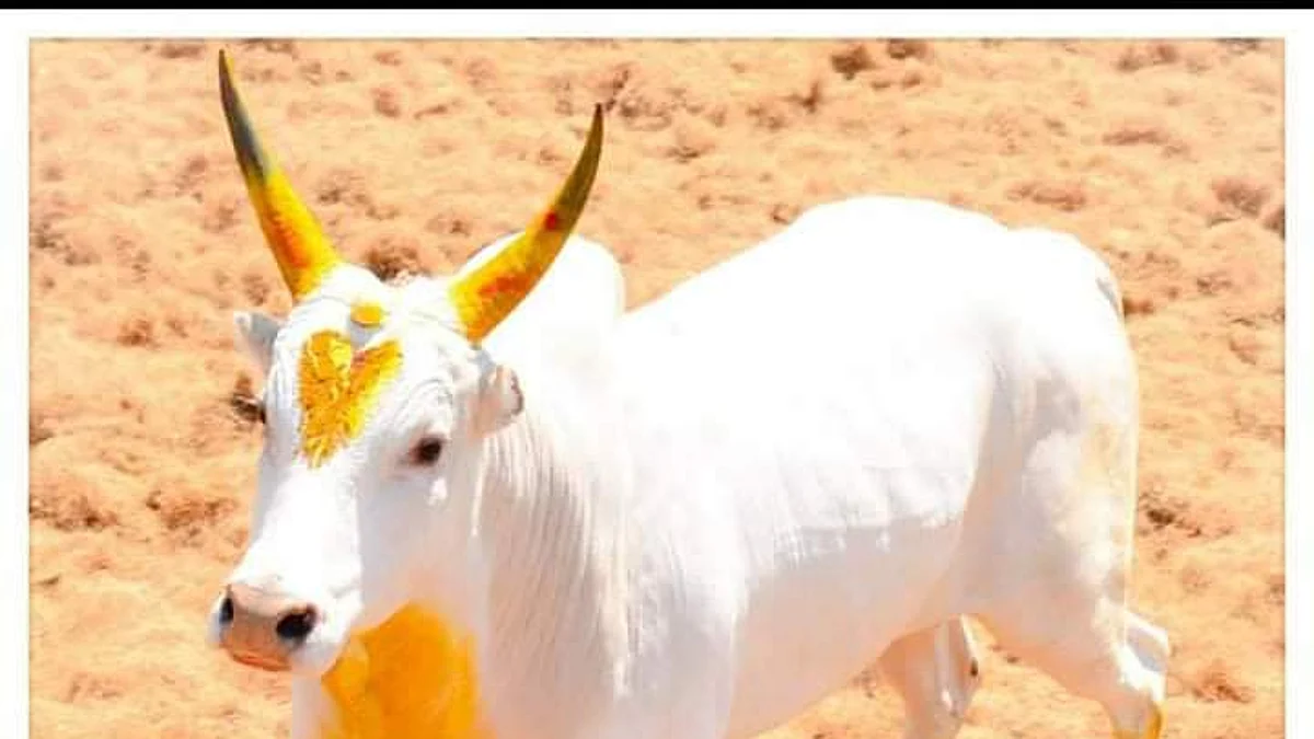 அவனியாபுரத்தில் ஜல்லிக் கட்டு போட்டி துவக்கம்: சீறிப்பாயும் காளைகள்!