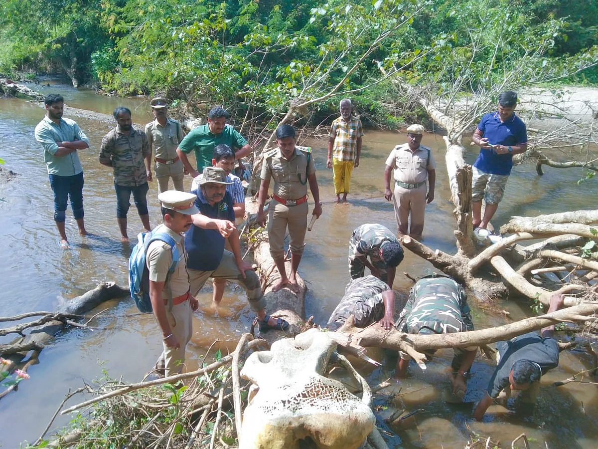 ஆற்றங்கரையோரத்தில் இறந்து கிடந்த யானை: 90 நாட்களுக்கு பிறகு கண்டுபிடிப்பு