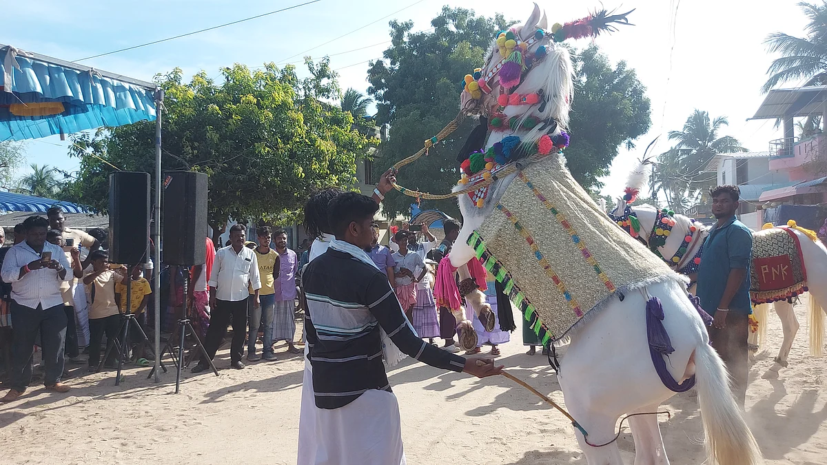 பொங்கல் படையலிட்டு நாட்டியக்குதிரைகளுக்கு மரியாதை