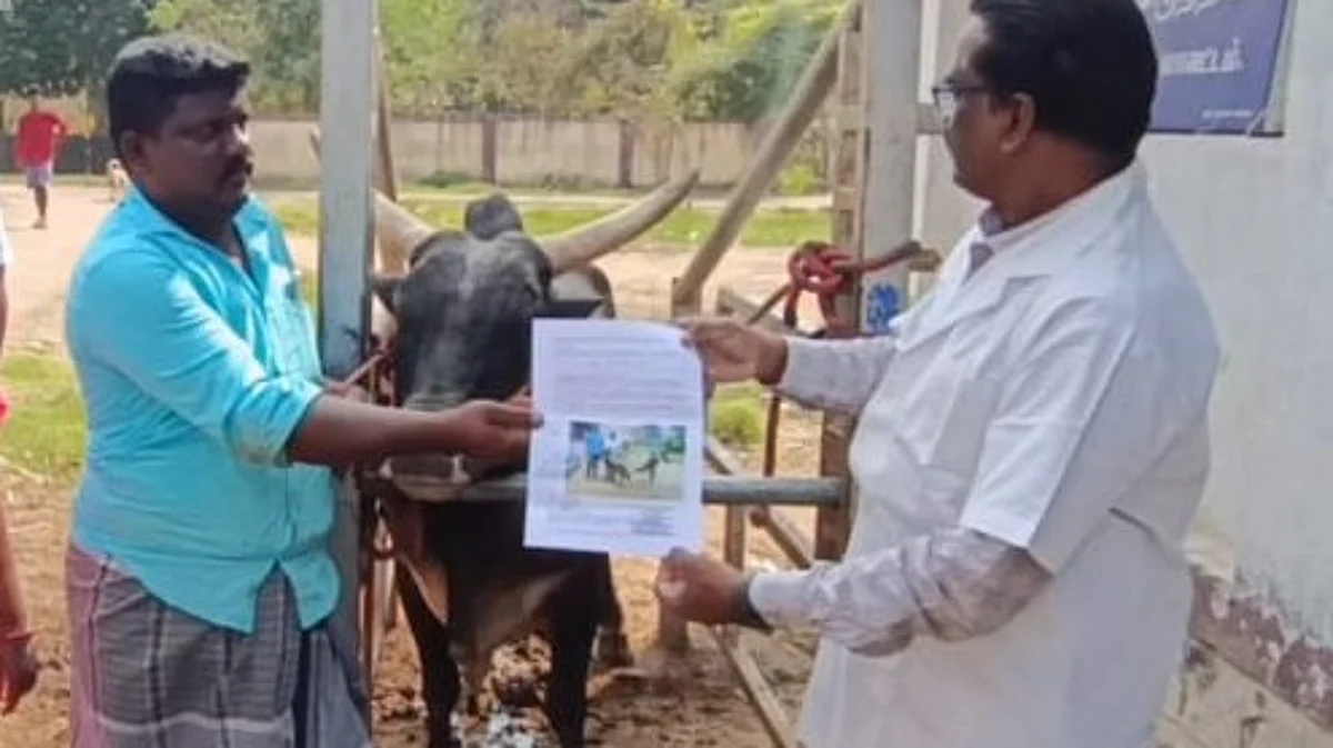 அவனியாபுரம் ஜல்லிக்கட்டு காளைகளுக்குத் தகுதி சான்று வழங்கும் பணி தொடக்கம்