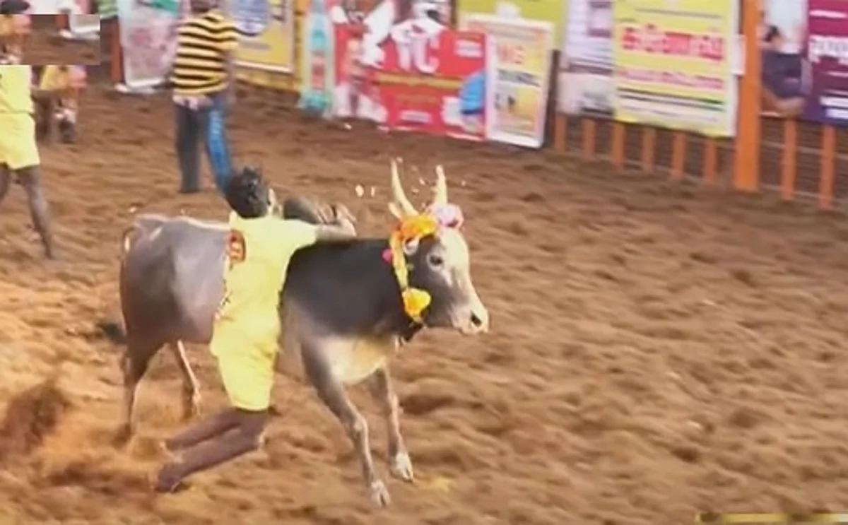 சீறிப்பாய்கிறது காளைகள்; அடக்கும் காளையர்கள்: விறுவிறுப்புடன் பாலமேடு ஜல்லிக்கட்டுப் போட்டி