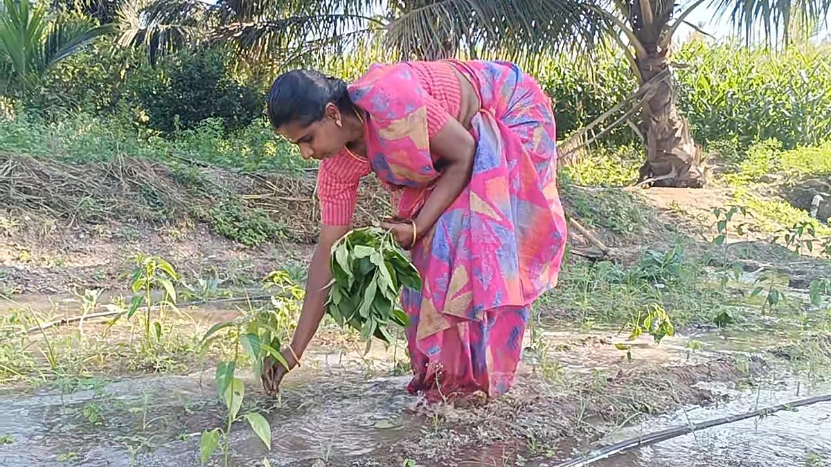 ஆசிரியர் பணியை துறந்துவிட்டு விவசாயத்தில் சாதிக்கும் பெண்: திருப்பூர் ஆச்சரியம்!