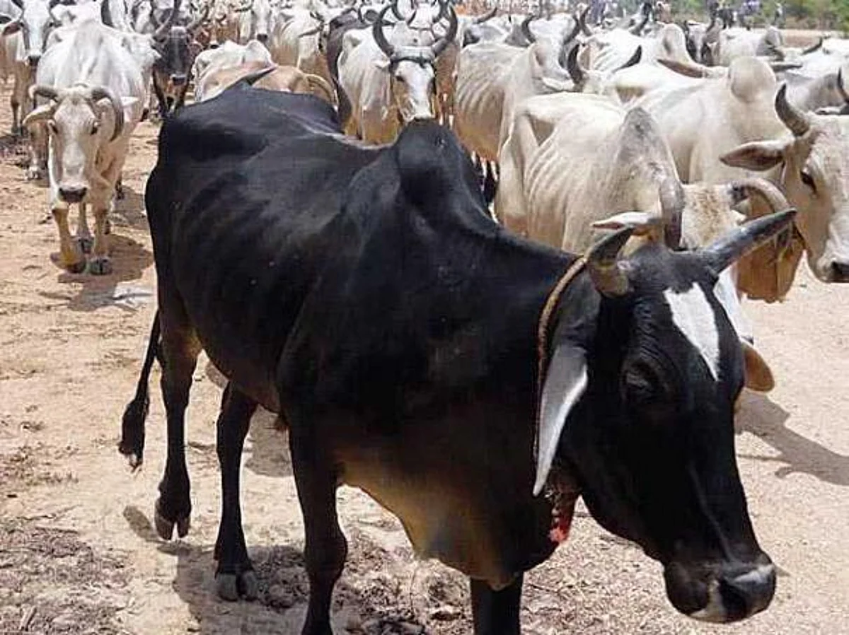 பசுப் பாதுகாப்பின் இன்னொரு முகம்