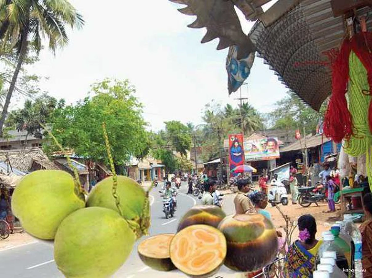 இளநி நொங்கு சாப்பிடுங்க... எஸ்.புதூரின் ‘நோ’புரட்சி!