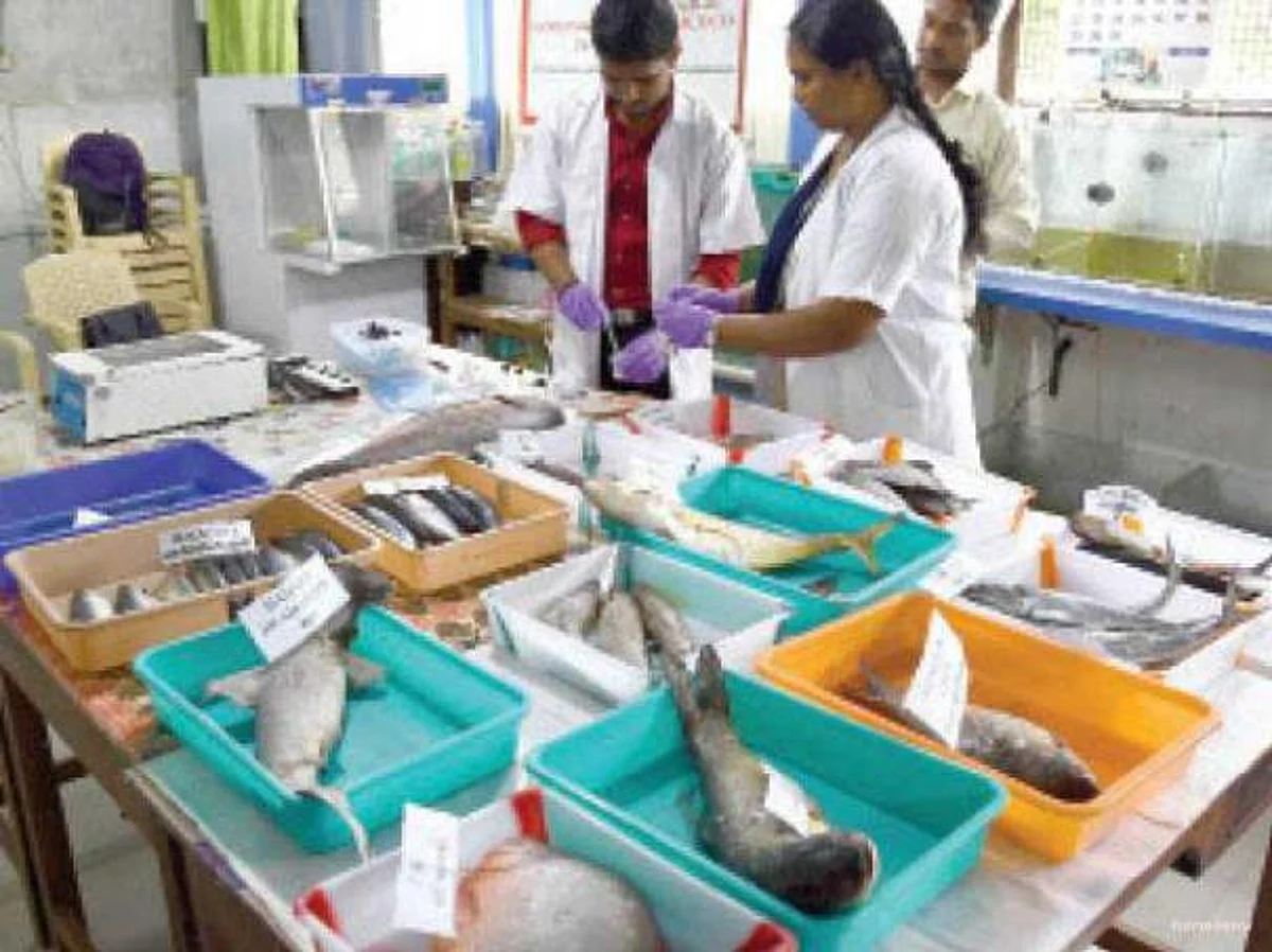 பதற வைக்கும் ஃபார்மலின் மீன்கள்!- மக்கள் அறிய வேண்டிய உண்மைகள் என்ன?