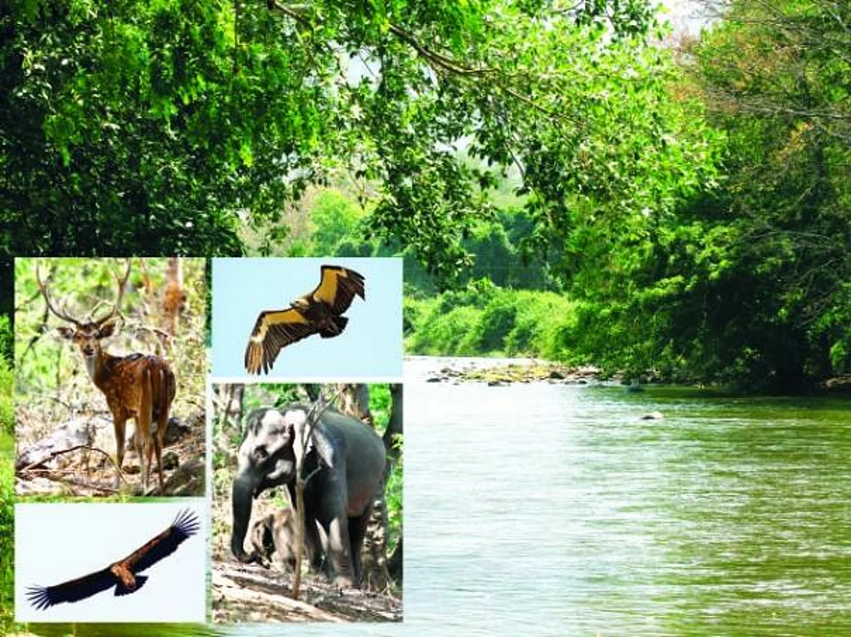 வனமே உன்னை வணங்குகிறேன்..! 2 - இயற்கை தெய்வத்தின் தரிசனம்