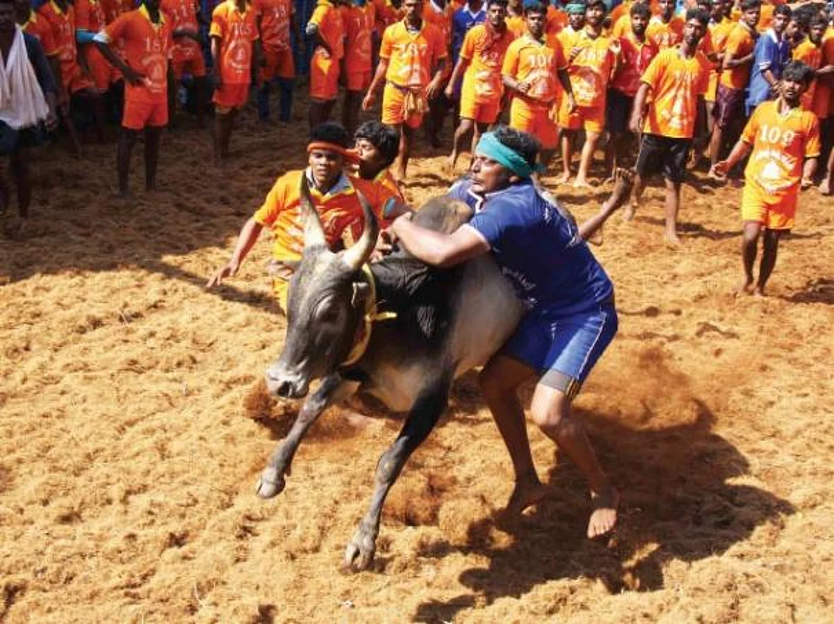 கார்ப்பரேட் வலைக்குள் சிக்கும் ஜல்லிக்கட்டு