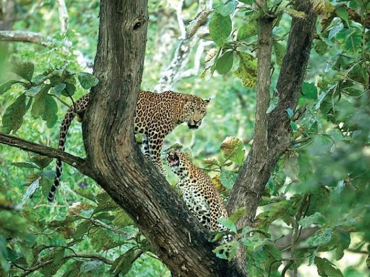 வனமே உன்னை வணங்குகிறேன்..! 15 - சிறுத்தைகளைக் காப்பது அவசியம்