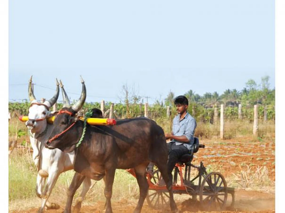 இதுக்கு 25 ஆயிரம் ரூபாய் செலவாச்சு!- சசிக்குமாரின் நவீன ஏர்க்கலப்பை வண்டி