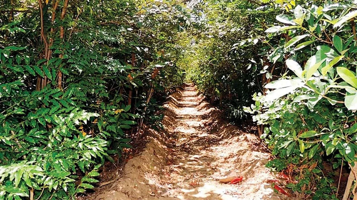 Biodiversity trails: Representation Image