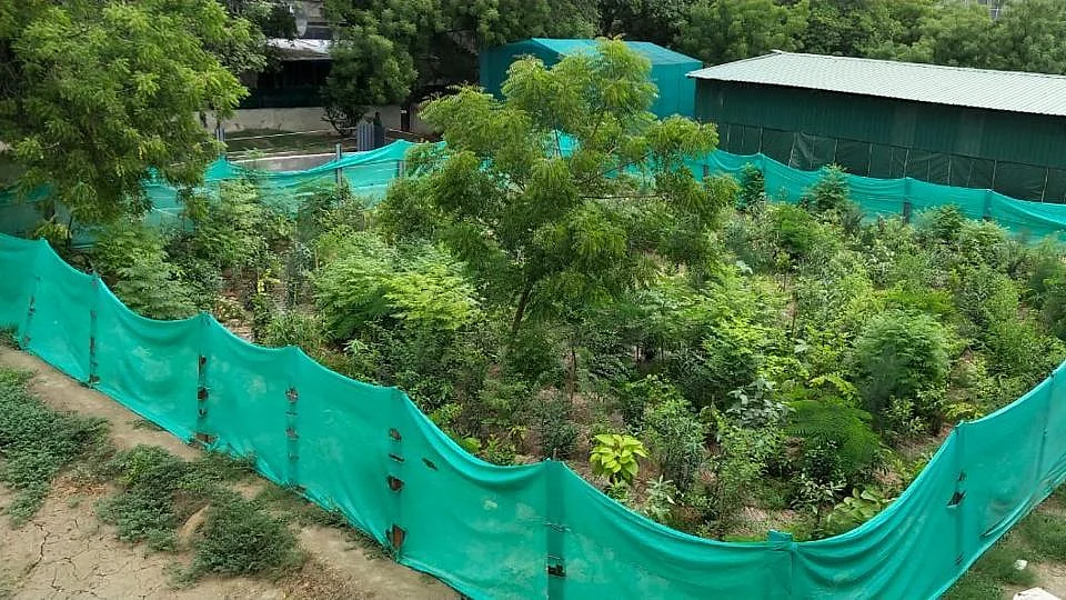 Miyawaki Forest: Representation Image