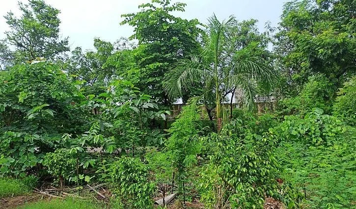 Miyawaki-style urban forests