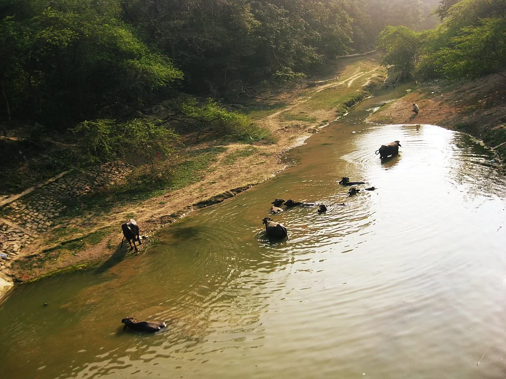 लखनऊ कुकरैल जंगल