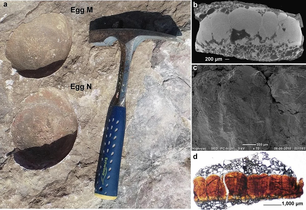 मध्य प्रदेश के धार जिले से, वैज्ञानिकों को टाइटानोसॉरिड (Titanosaurid) डायनासोर का अंडा मिला है।