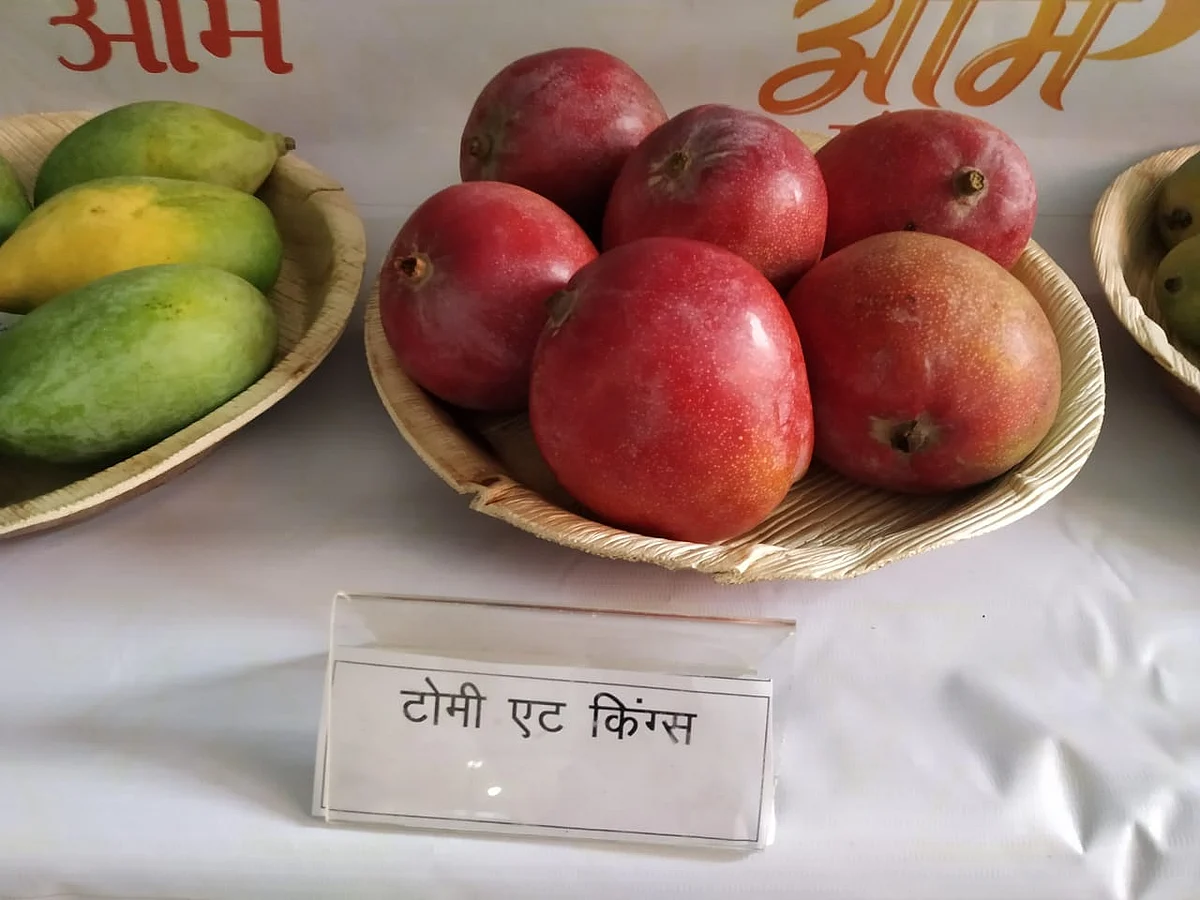 टोमी एंड किंग्स आम
