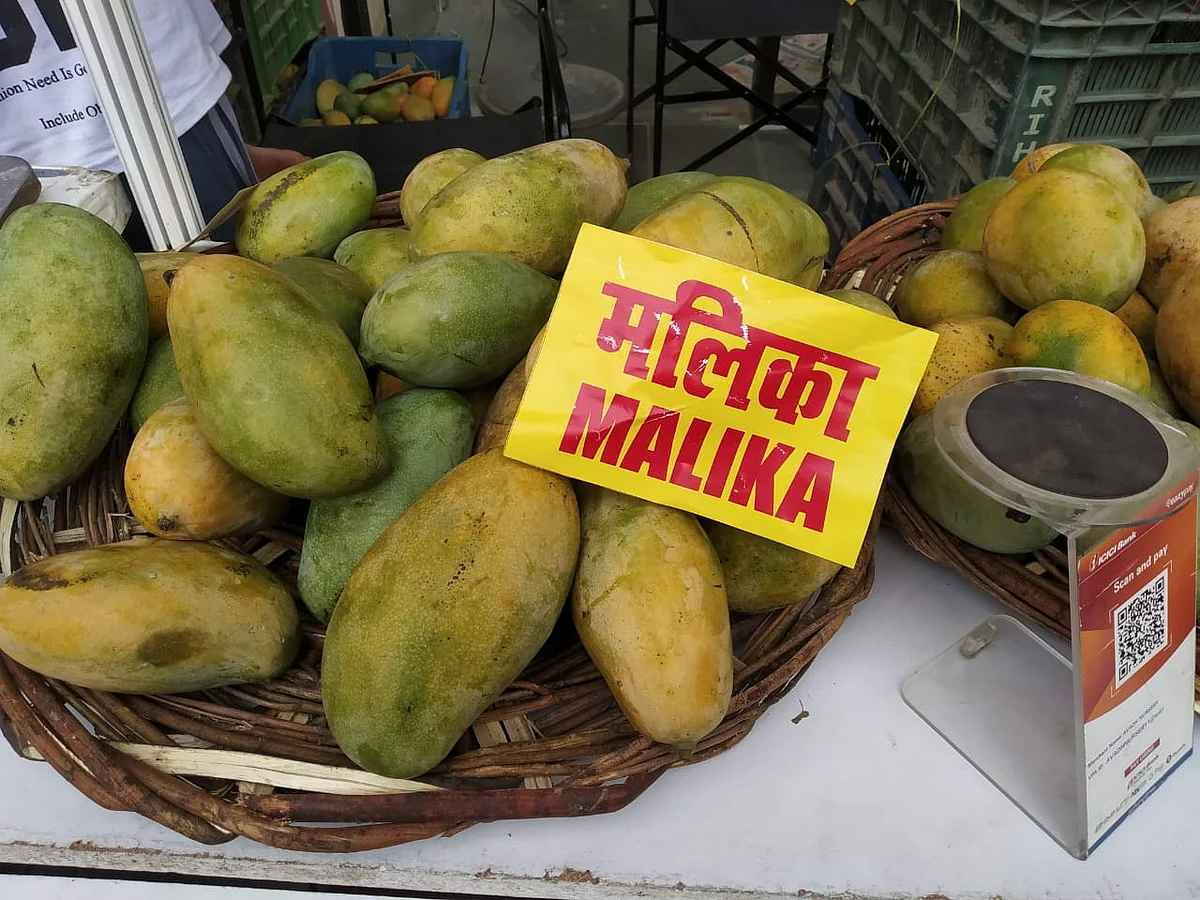 लखनऊ आम महोत्सव - मल्लिका आम