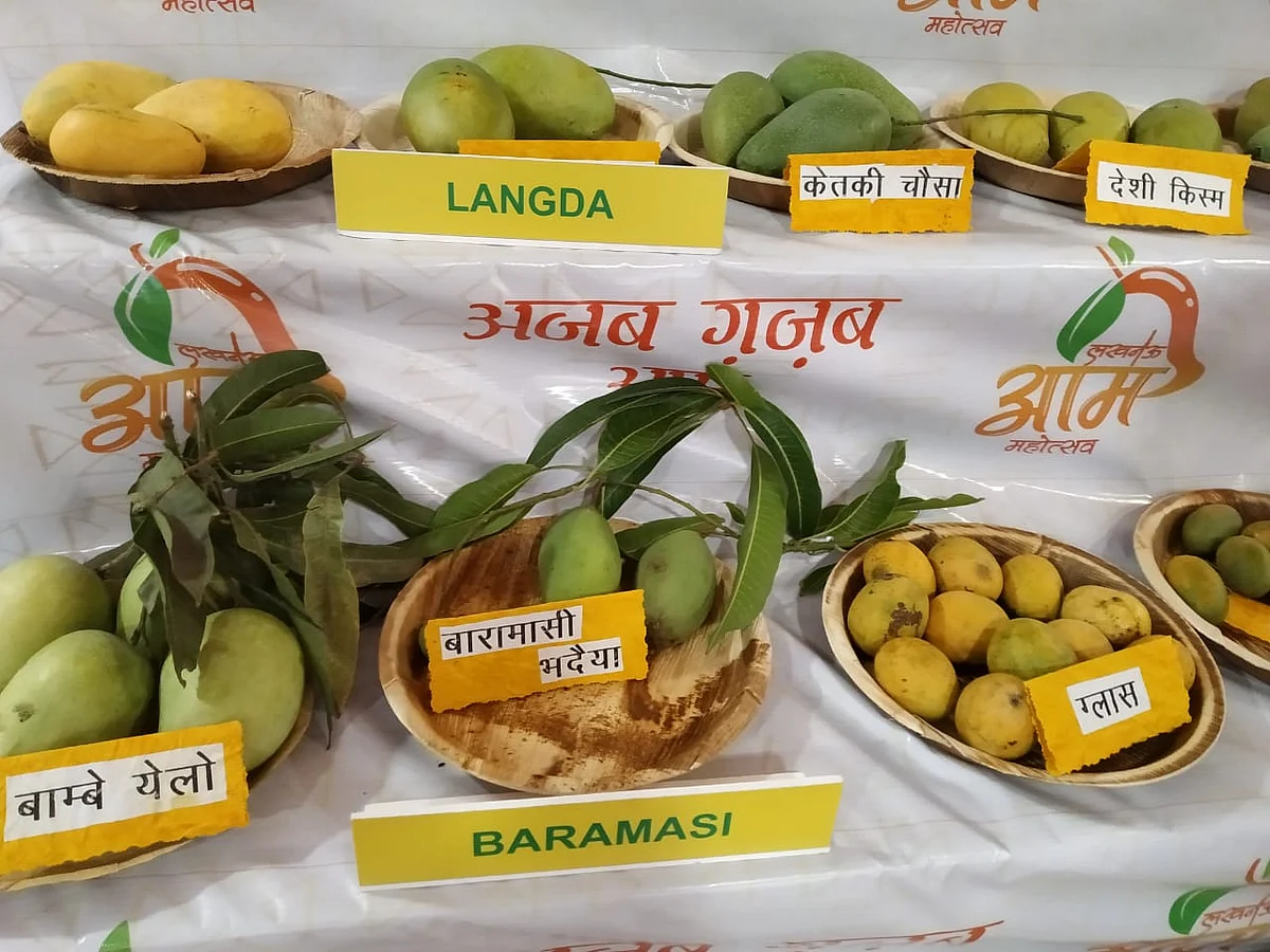 लखनऊ आम महोत्सव - आम की किस्में