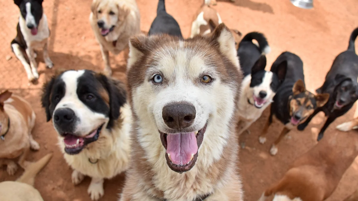 Lucknow Dog Registration