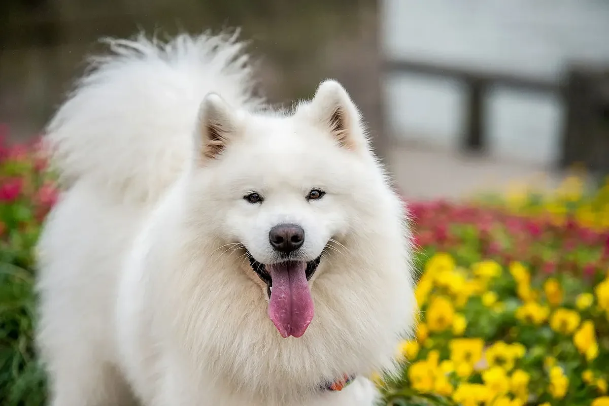 Lucknow Dog Registration