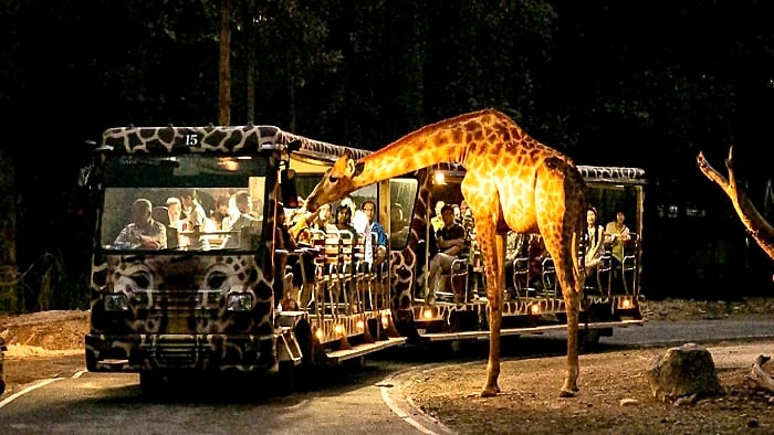 Night Safari