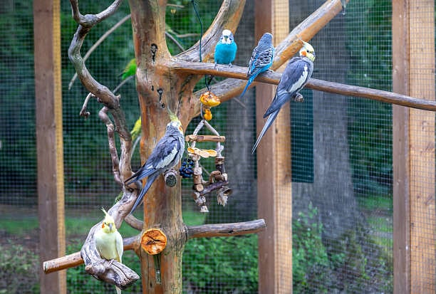 A delight for birders in Lucknow, Janeshwar Mishra Park to soon flaunt UP's first bird aviary - Vimarsana News