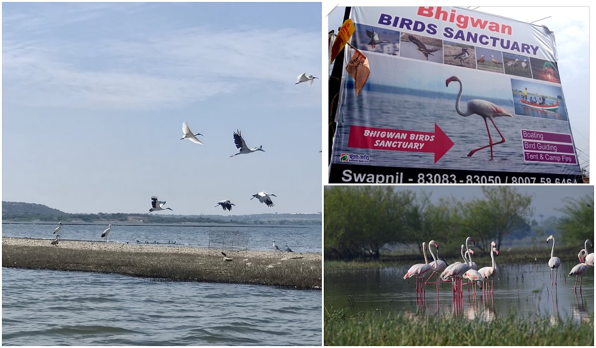 Bookmark THIS sanctuary near Mumbai to spot flamingos & other migratory birds, this winter