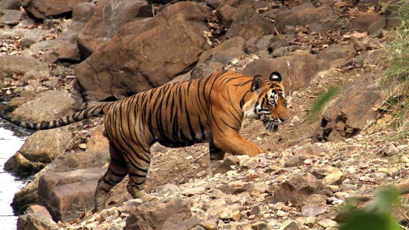 Jaipur Nahargarh Biological Park