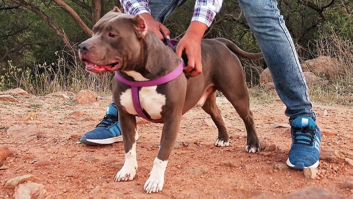 Are Pitbulls Allowed In South Korea