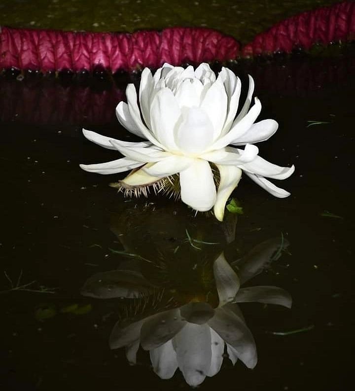A rare beauty Witness the largest water lily species at NBRI Lucknow