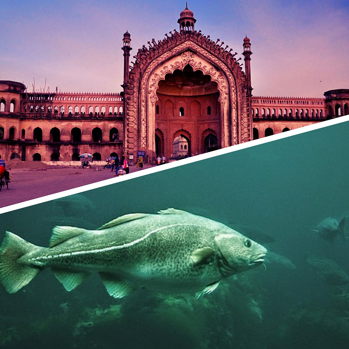 It's getting a lot 'fishy' in here: Lucknow to house UP's first fish