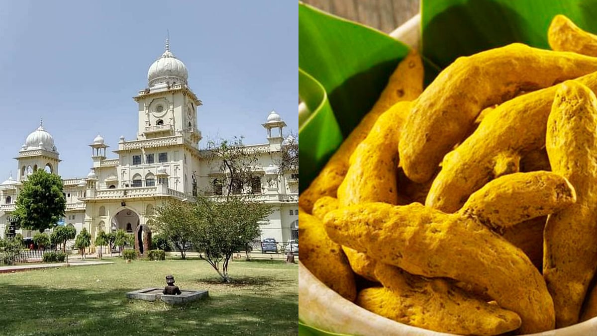 Botanists at Lucknow University discover new disease in turmeric that