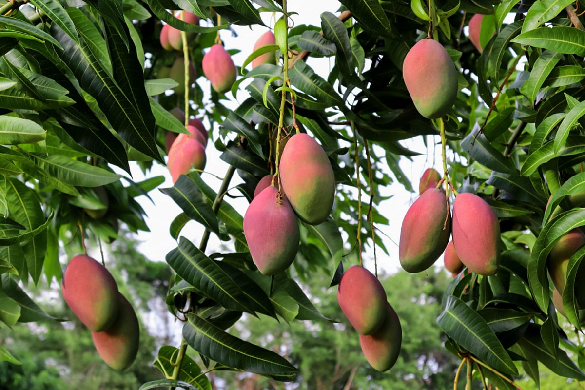 'King of Fruits' to be honoured in Lucknow! India's FIRST mango museum