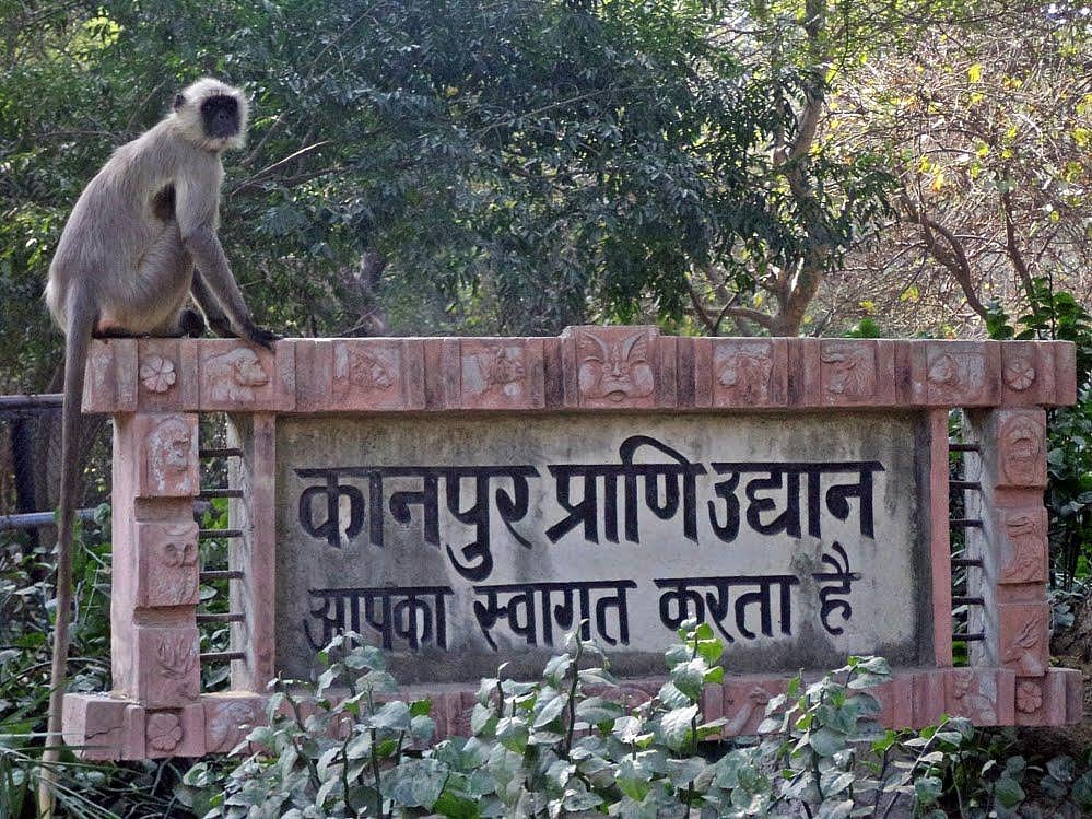 Sheltered in the thick of a manmade forest, Kanpur's Allen Forest Zoo