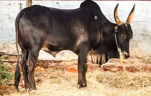kalaimadu news