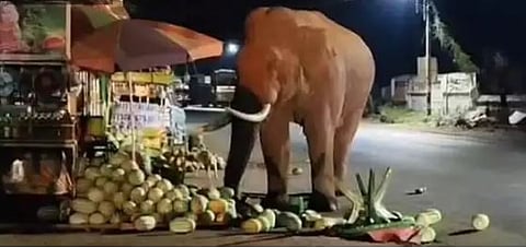 wild elephant baahubali eat water melon in mettupalayam