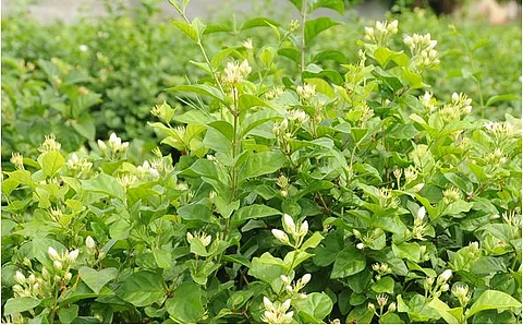 vetharanyam mullai poo Geographical Indication