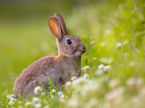rabbit hole syndrome