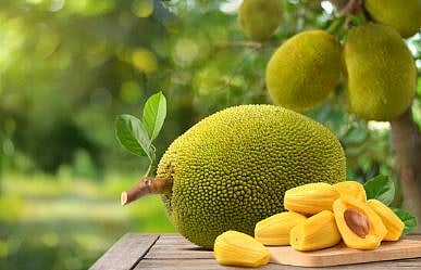 Who should avoid eating jackfruit?
