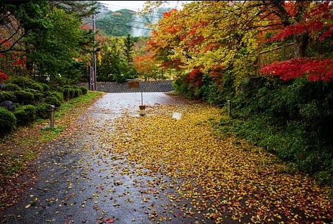 natural image 