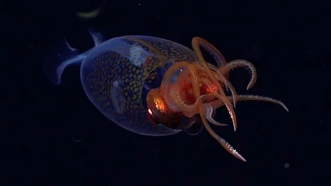 Colossal squid