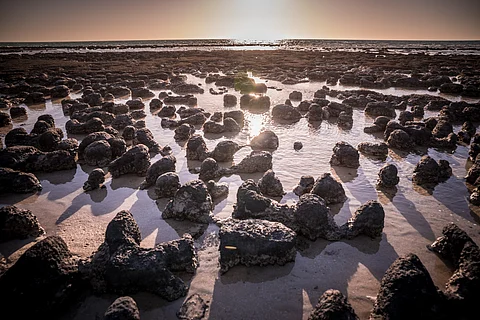 600 year old Stromatolites 