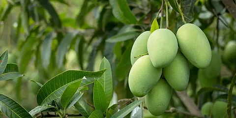 மாங்காய் சாப்பிடக்கூடாது சொல்றவங்களா நீங்க.. இதை தெரிஞ்சிகிட்டா நீங்களே கிலோ கணக்குல சாப்பிடுவீங்க! 