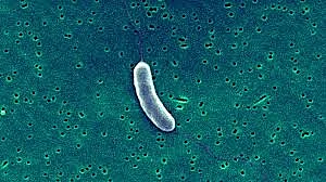 flesh eating bacteria