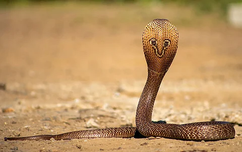 எப்பேர்ப்பட்ட விலங்குகளையும் மிரட்டும் இந்தியன் Cobra!