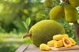 jack fruit health benefits