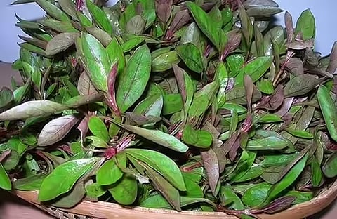 பொன்னாங்கண்ணி கீரை கூட்டு செய்வது எப்படி?