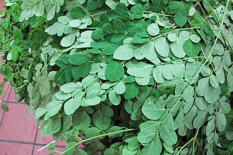 moringa-leaves-leaf-drumstick
