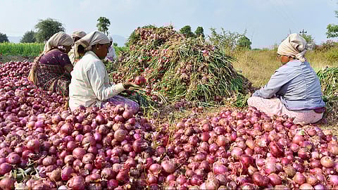 ஒரு வெங்காயம் உழவரிடம் இருந்து சந்தைக்கு வரும் வரையிலான பயணமும், லாபப் பிரிவும்
